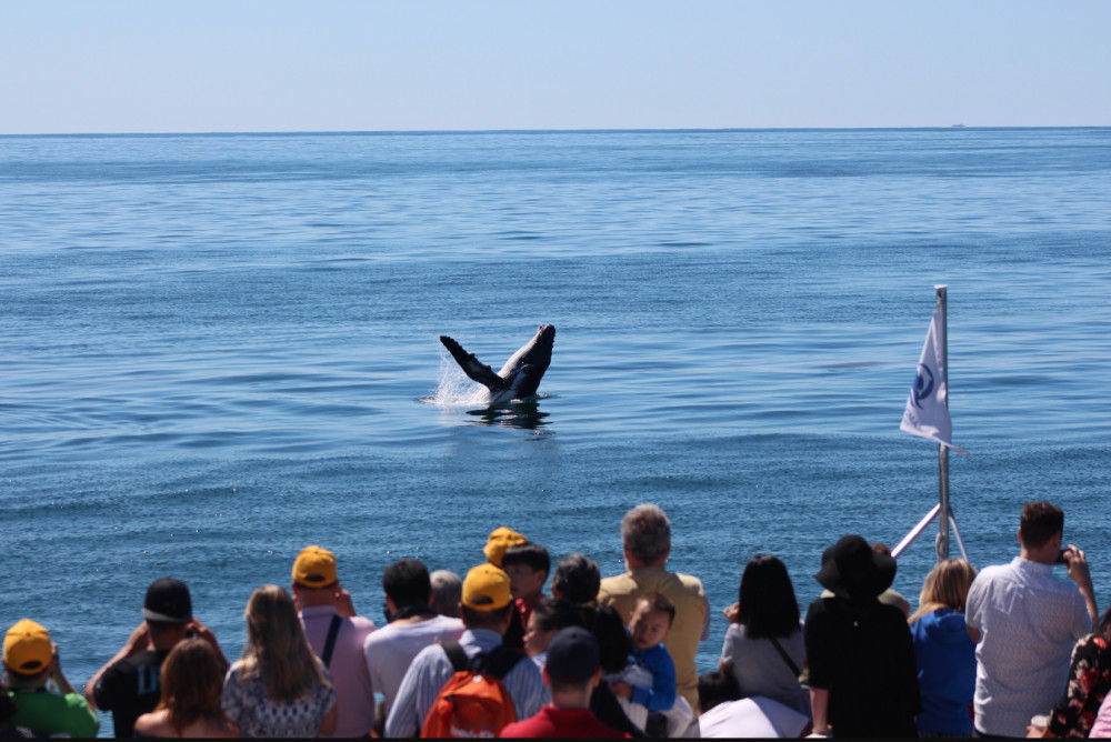 Whale Watching Day Cruise with Helicopter Ride