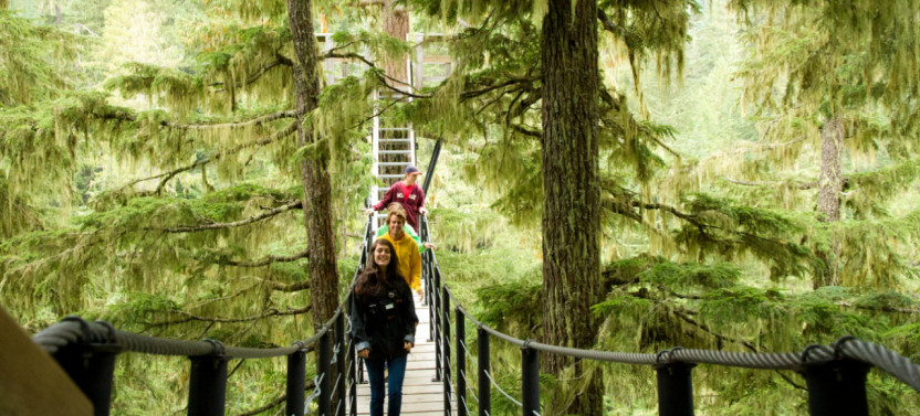 TreeTrek Canopy Tour