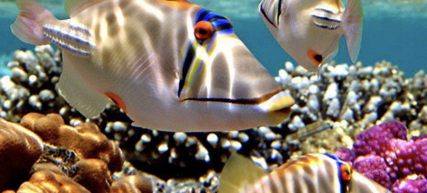 Snorkeling Trip to Utopia Island in Safaga from Luxor
