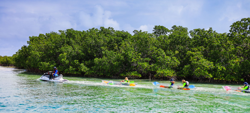 3hr Clear Bottom Mangrove And Iguana Island Tour