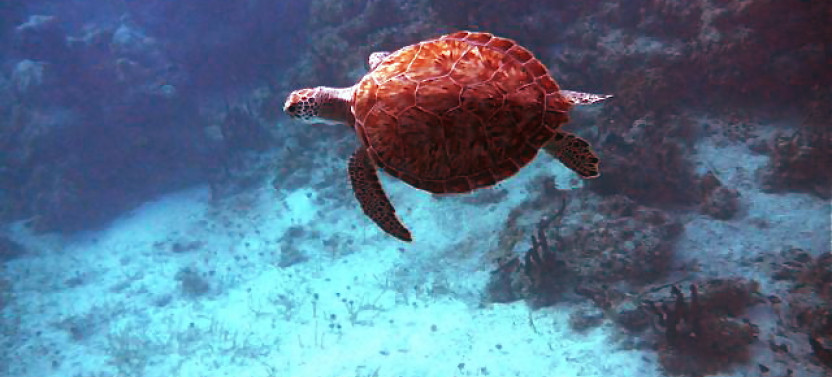 3hr Snuba, Shipwreck And Iguana Island Tour
