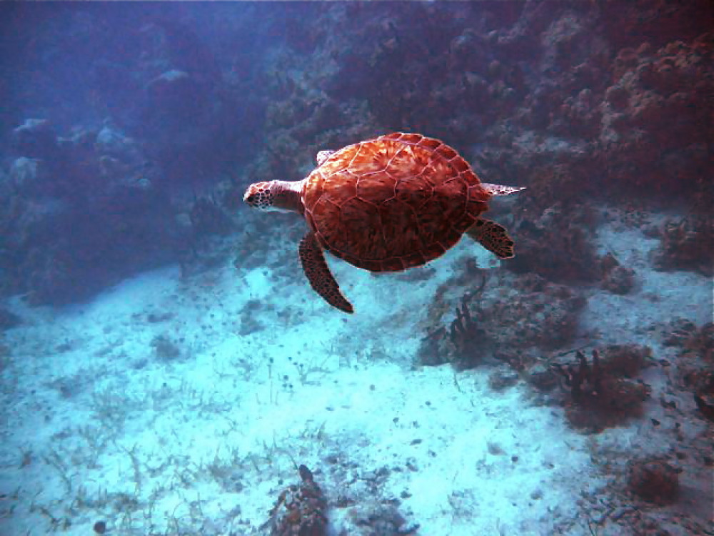 3hr Snuba, Shipwreck And Iguana Island Tour - Leeward Settlement ...