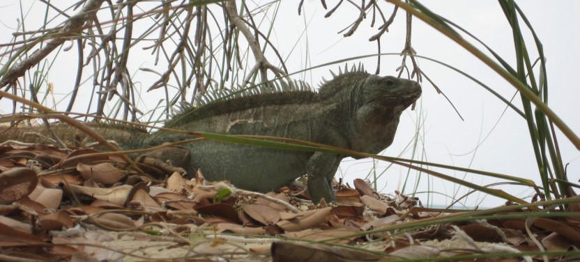 3hr Snuba, Shipwreck And Iguana Island Tour