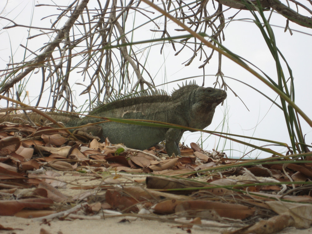 3hr Snuba, Shipwreck And Iguana Island Tour - Leeward Settlement ...