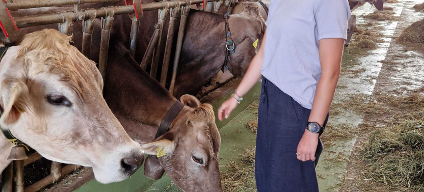 Private Tour of Lucerne's Farms & Cheese Tasting