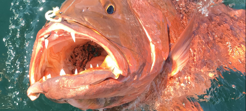 Inshore Fishing Full Day: Catch a Whopper