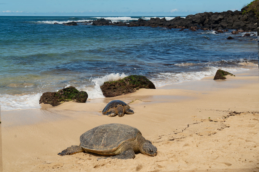 Best of Oahu Sightseeing Tour - Honolulu | Project Expedition