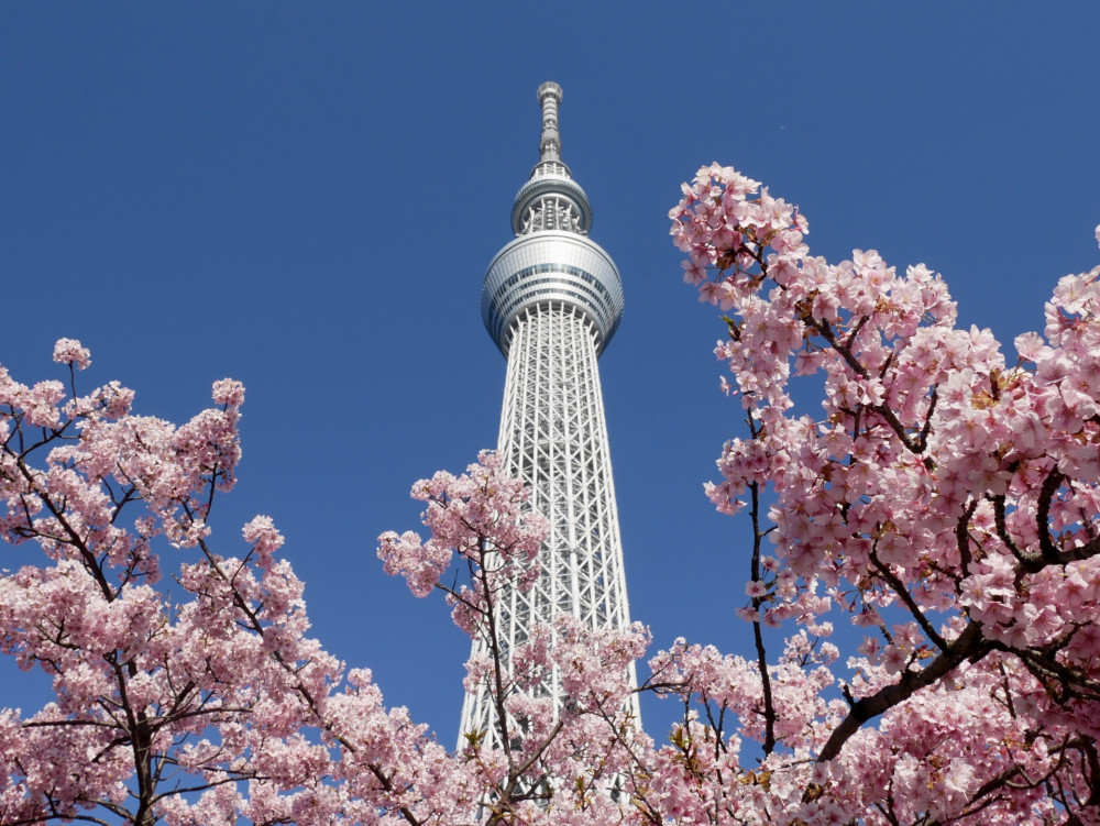 Private Tokyo Full-day Tour By Chartered Vehicle