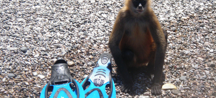Snorkeling and Spider Monkey Boat Tour