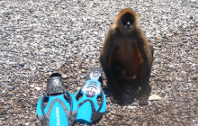 Funny face from a Spider monkey - Picture of Bahia Rica Fishing and Kayak  Lodge, Paquera - Tripadvisor