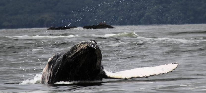 Whale and Dolphin Watching Tour