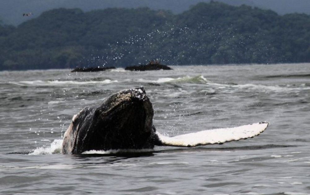 Whale and Dolphin Watching Tour