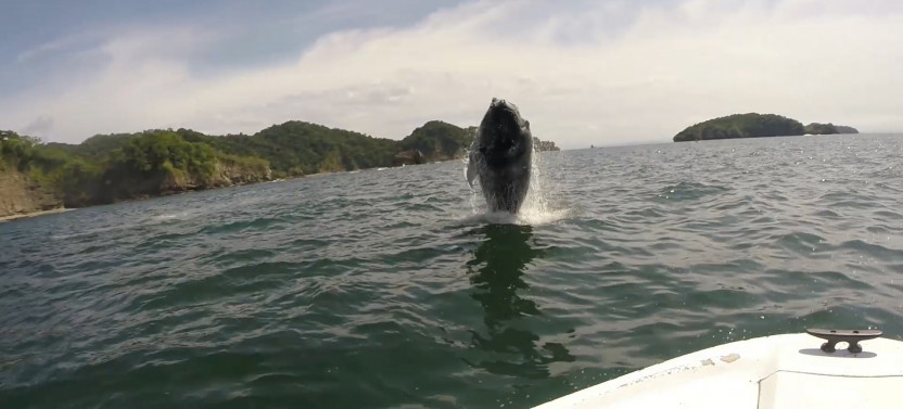 Whale and Dolphin Watching Tour