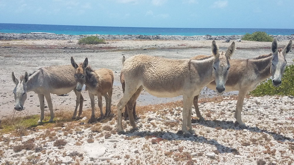 H2O Visions Bonaire