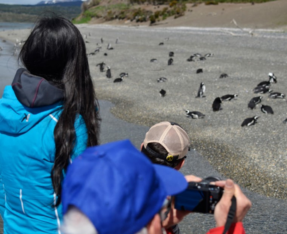 Gable Island And Penguin Watching