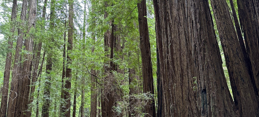 Muir Woods & Sausalito Afternoon Tour With Park Admission
