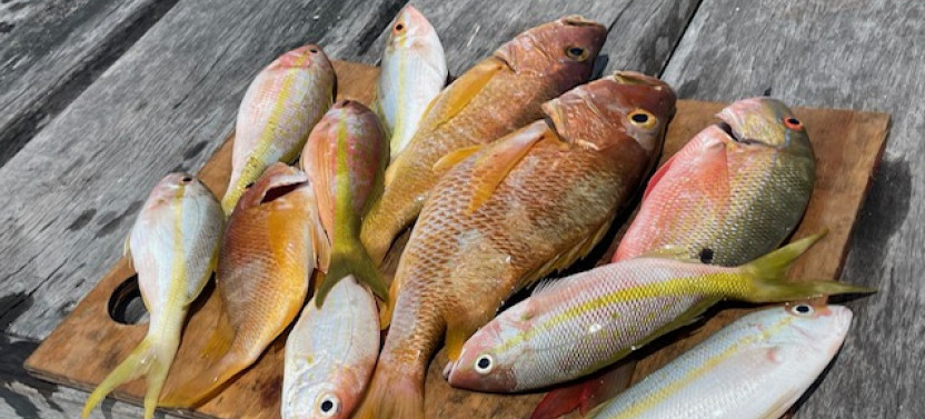 Reef Fishing: Full Day