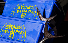 Sydney Fish Market4