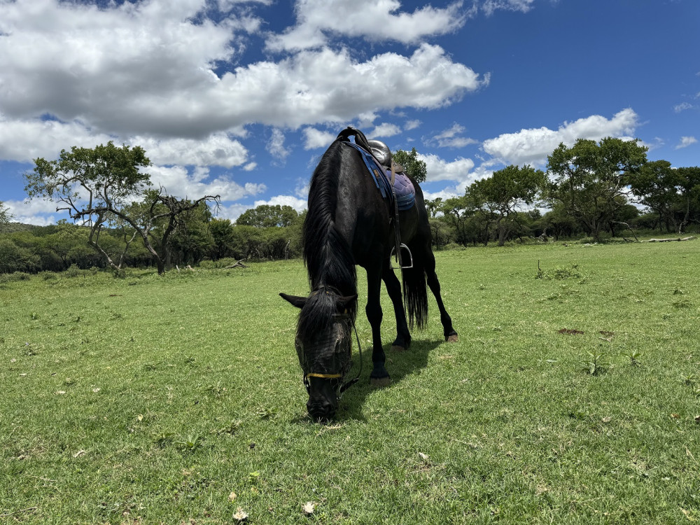 Horseback Safari from Johannesburg