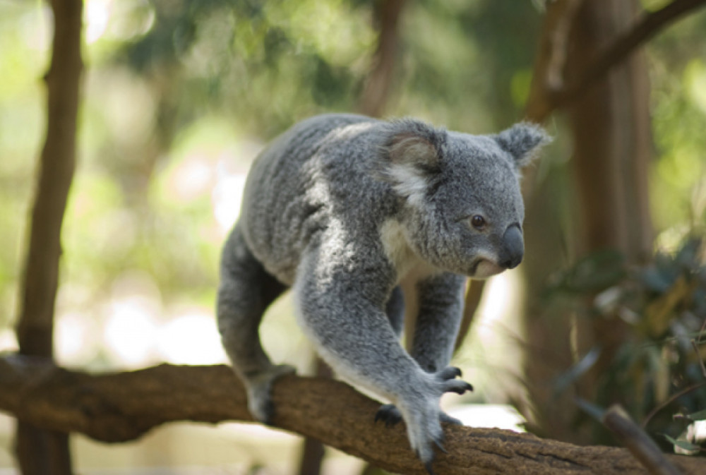 Koala and River Cruises