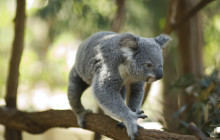 Koala and River Cruises7