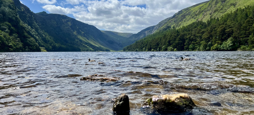 From Dublin: Wicklow, Glendalough, Waterfall & Sheepdog demo