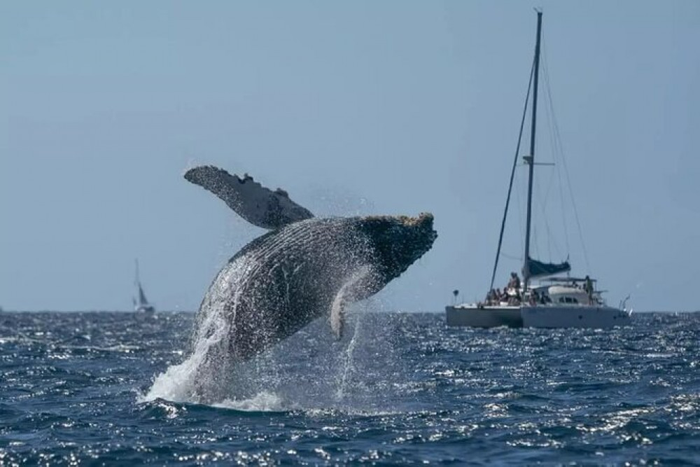 2 in 1 Samaná Bay Whale Watching + Bacardi Island Beach (Czech Guided Tour)