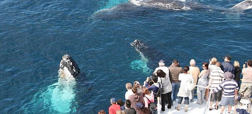 2in1 Samaná Bay Whale Watching+Bacardi Island Beach(English Guided Tour)