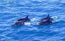 Iruka Hawaii Dolphin - O'ahu2