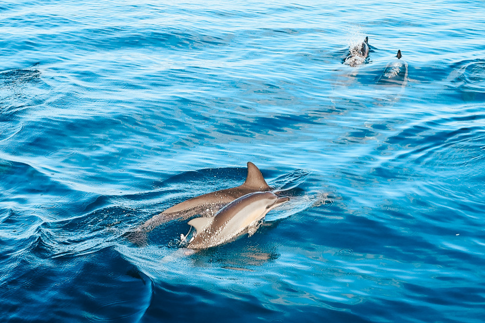 Afternoon Dolphin Watch & Snorkel In Kona, Big Island