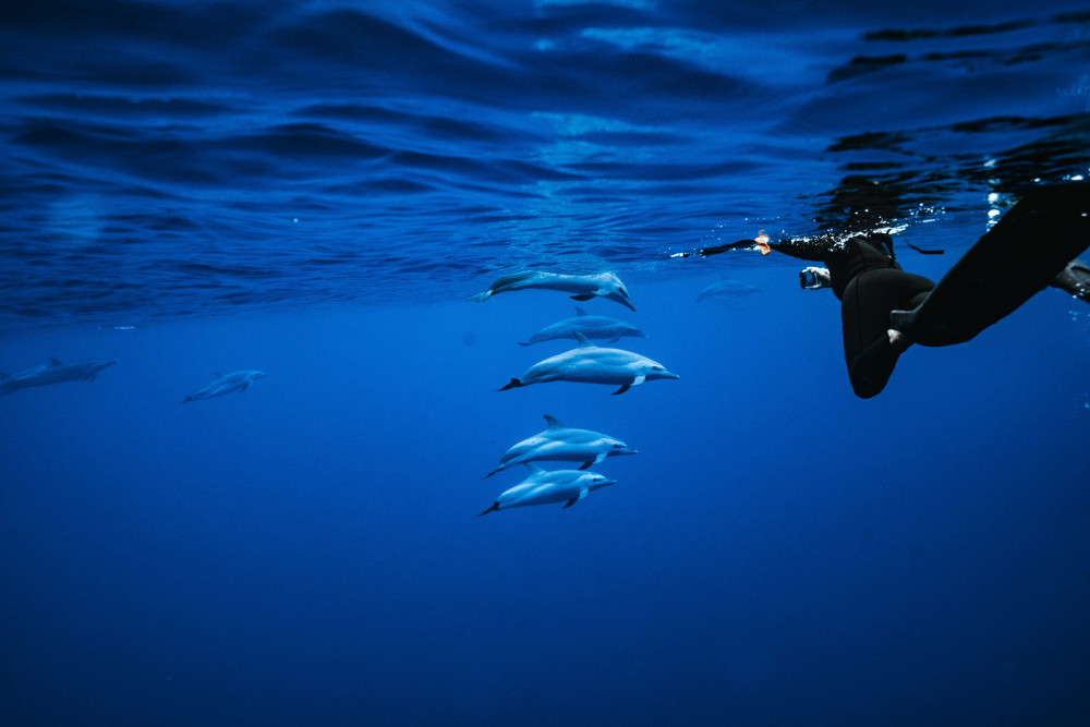 Iruka Hawaii Dolphin - O'ahu
