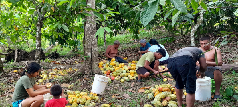 Punta Gorda: Farm & Chocolate Tour