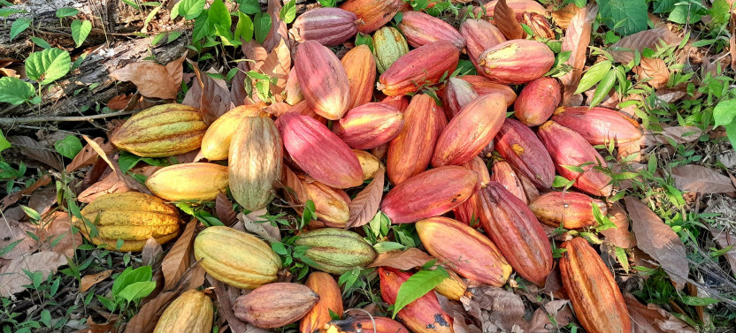 Punta Gorda: Farm & Chocolate Tour