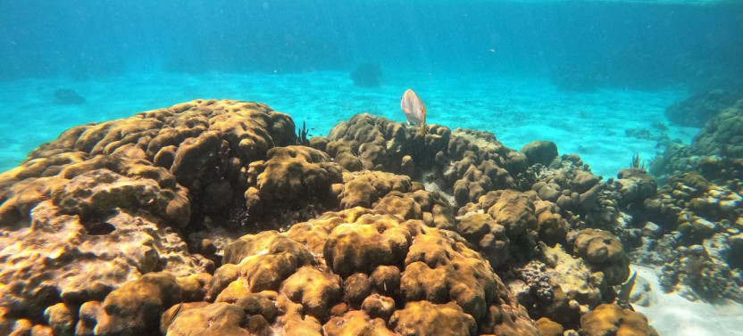 San Pedro Snorkeling at Hol Chan & Shark Alley