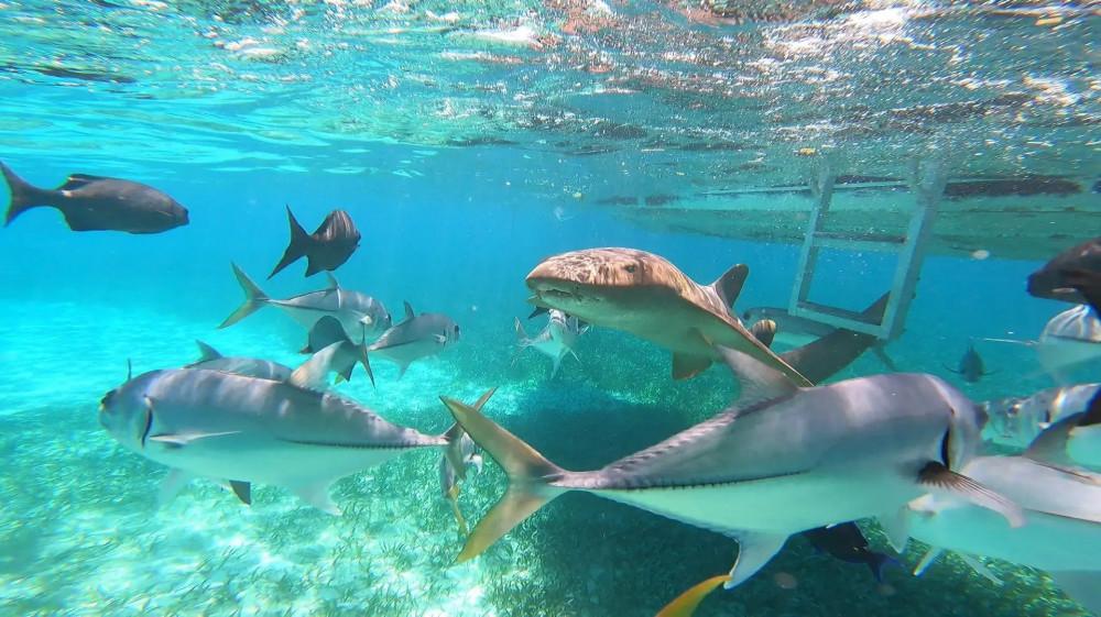 San Pedro Snorkeling at Hol Chan & Shark Alley