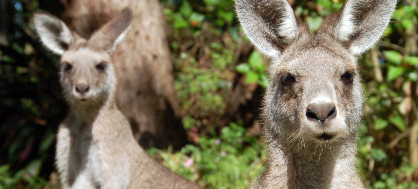 Sydney Wild Kangaroos and River Cruise Private Tour