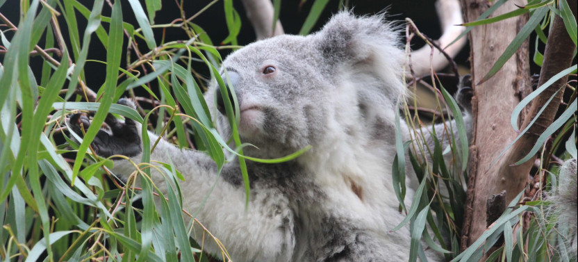 Sydney Wild Kangaroos and River Cruise Private Tour