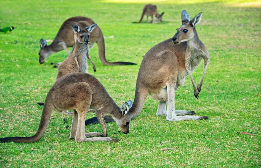 Sydney Wild Kangaroos and River Cruise Private Tour