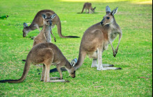 Runaway Tours1