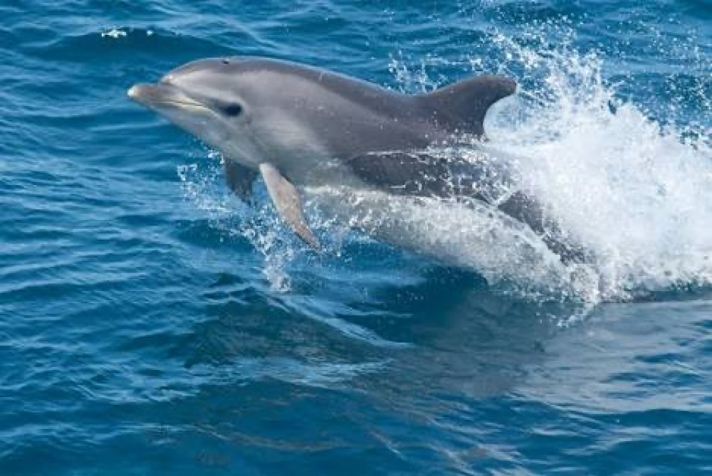 Moonraker Dolphin Swims