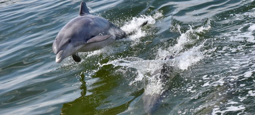 Dolphin Watch & Historical Harbor Tour