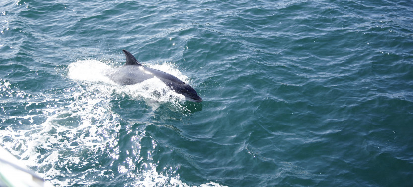 Dolphin Watch & Historical Harbor Tour