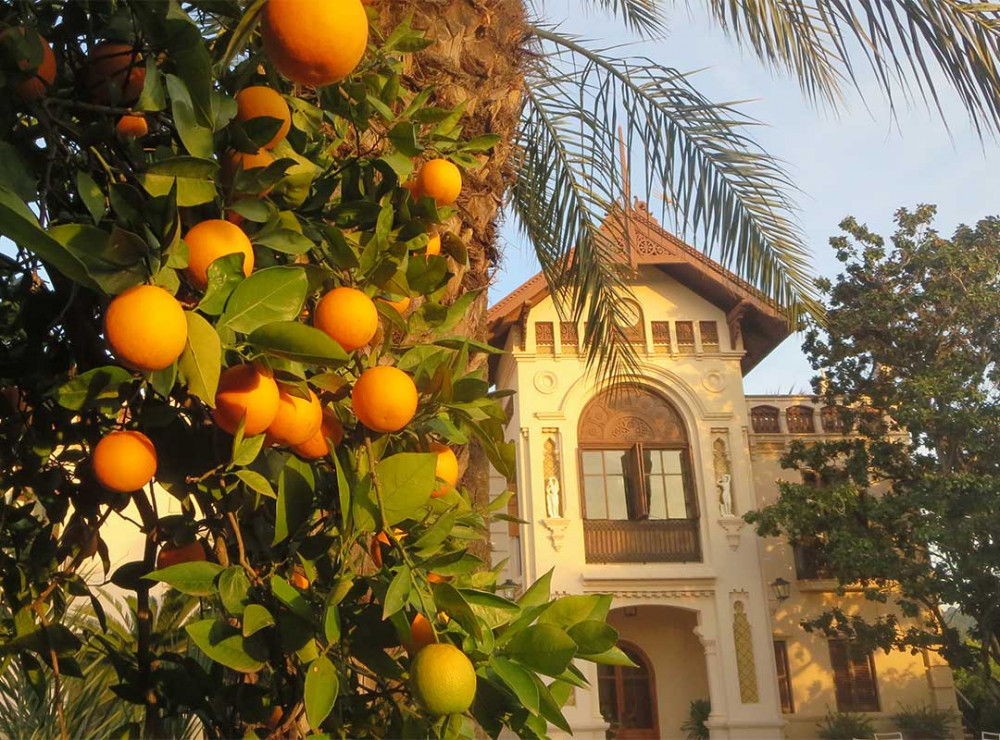 Valencia - Orange Orchard Private Tour