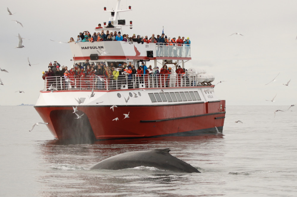 Elding Adventure at Sea