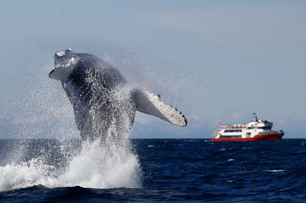 Reykjavík Classic Whale Watching