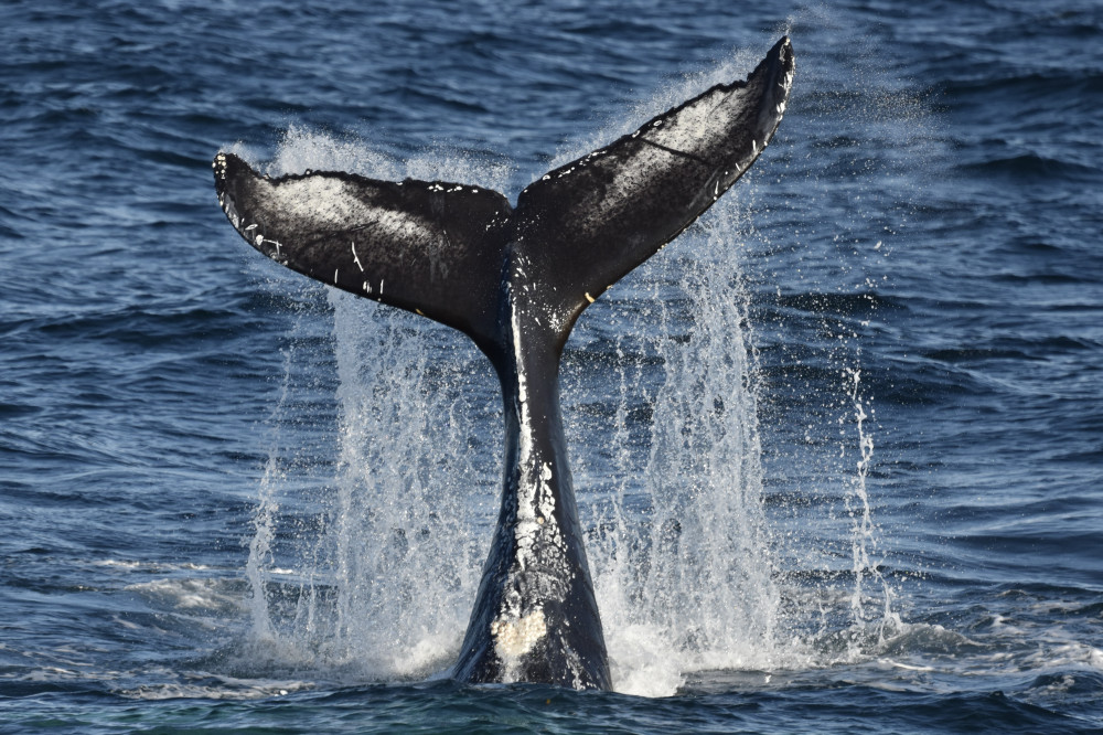 Elding Adventure at Sea