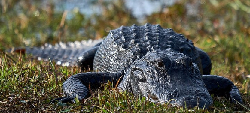 From Naples: 10,000 Islands Boat Trip & Everglades Walk with a Naturalist