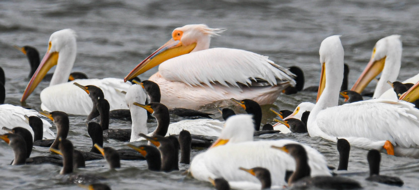 Full Day Southern Everglades with 90 Minute Boat Trip