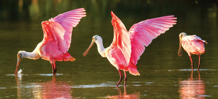 Full Day Southern Everglades with 90 Minute Boat Trip