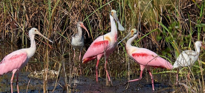 Full Day Dry Hike Everglades Adventure 2 Boat Trips + 2 National Parks